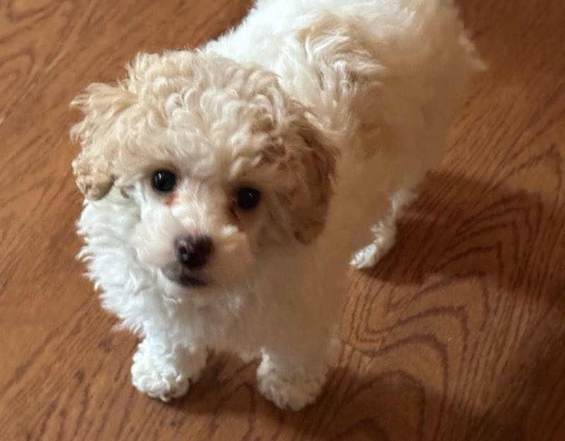 K Bar K Puppies - Toy Poodle
