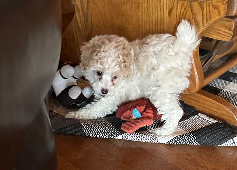 K Bar K Toy Poodle Puppy