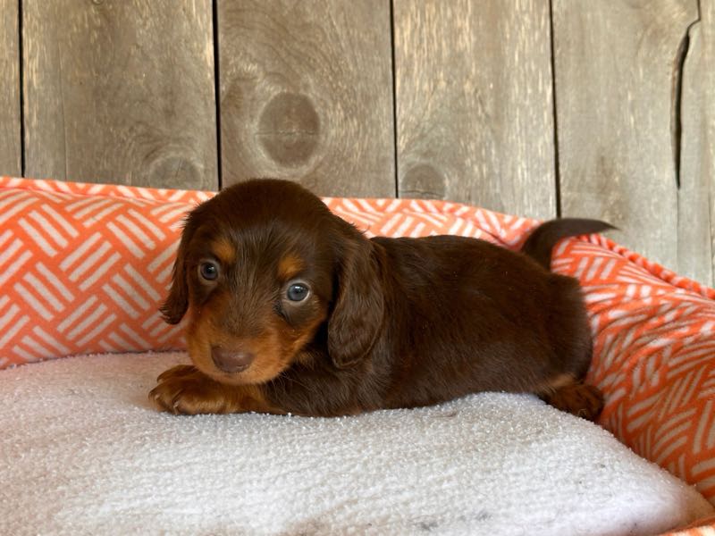 K Bar K Puppies - Dachshund