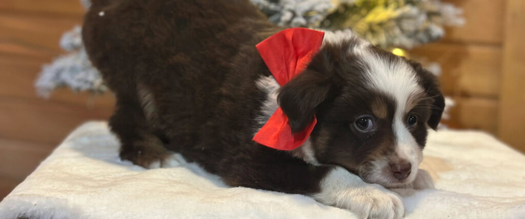 K Bar K Puppies home banner