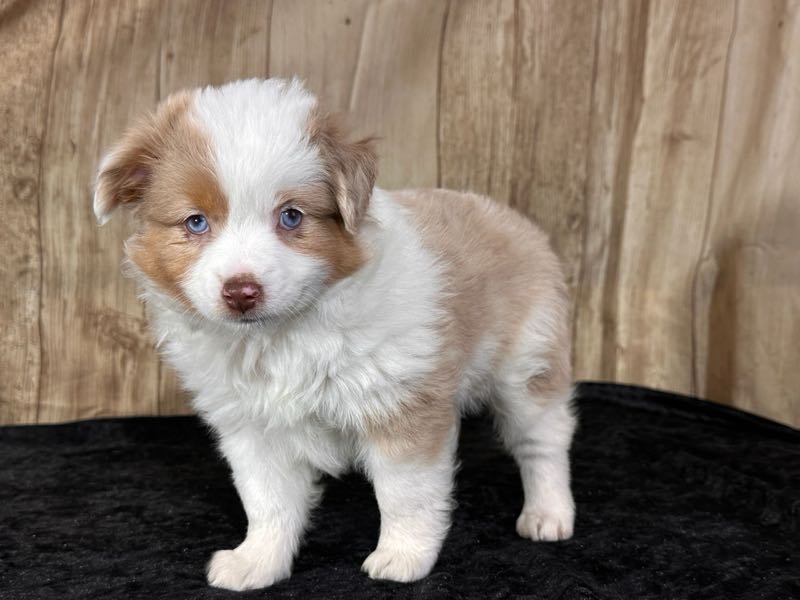 K Bar K Puppies - Australian Shepherd