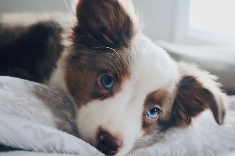 K Bar K Puppy
