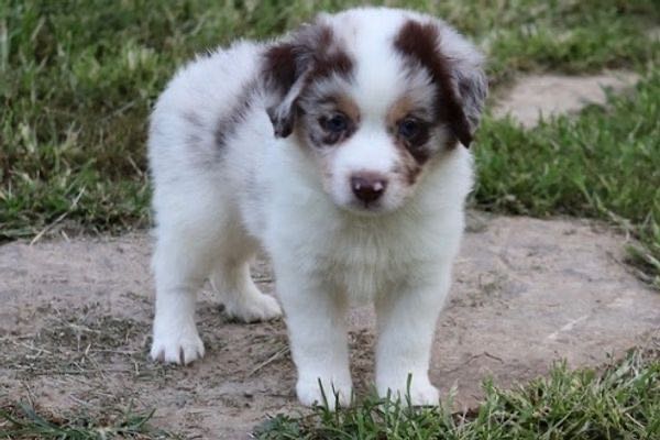 K Bar K Puppy