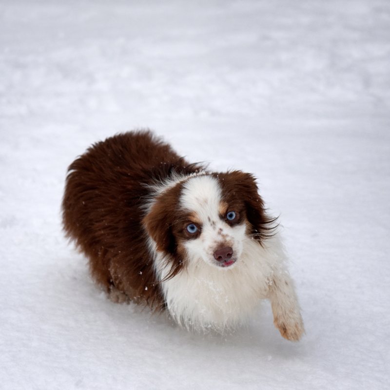 Beau - Australian Shepherd Sire