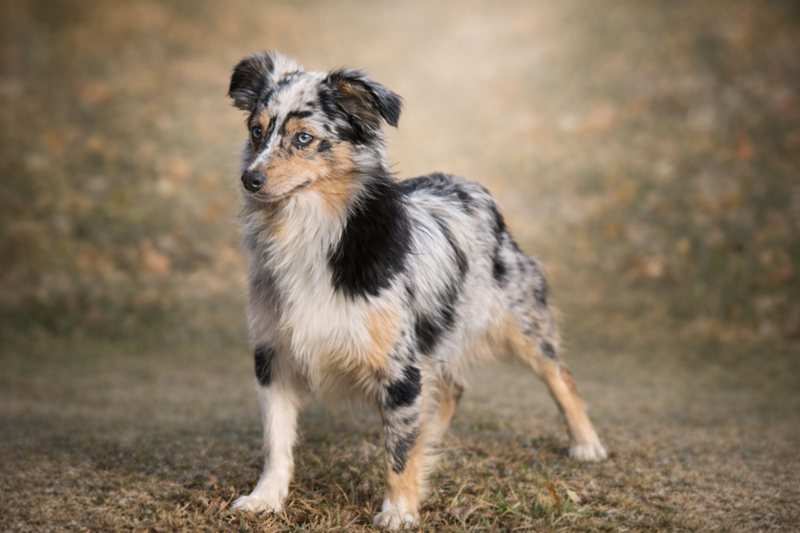 Rose - Australian Shepherd Dam