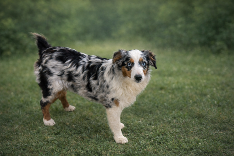 Mabel - Australian Shepherd